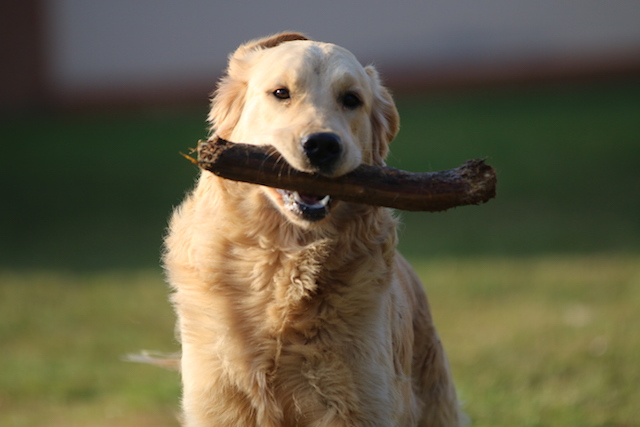 14Copia di Charlie no fuoco