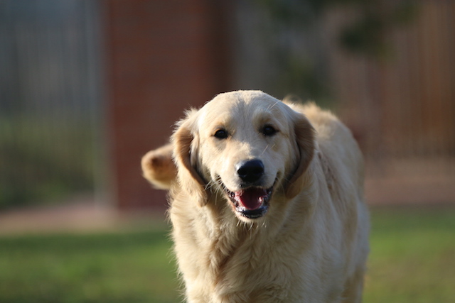 20Copia di dolce Marty