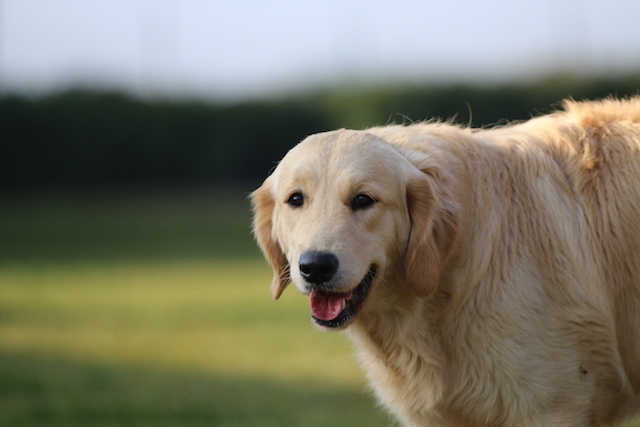 27Copia di piccola Marty