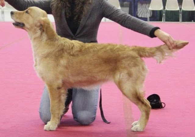 8jj 7 mesi stand Cesena x sito