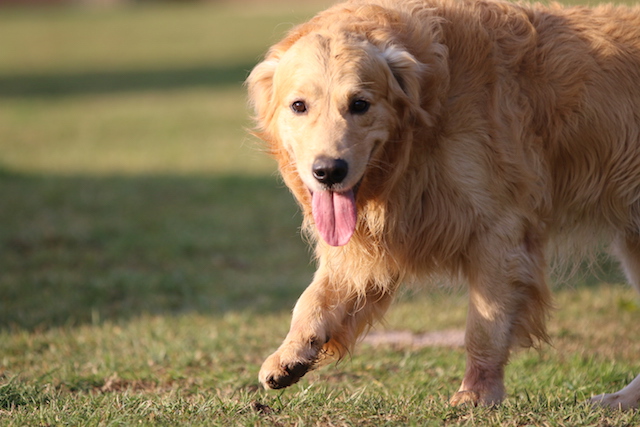 Copia di the lion jito