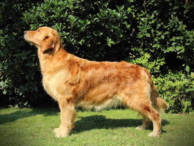 JJ free stand x sito