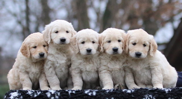 cuccioli Happy x Dempsey