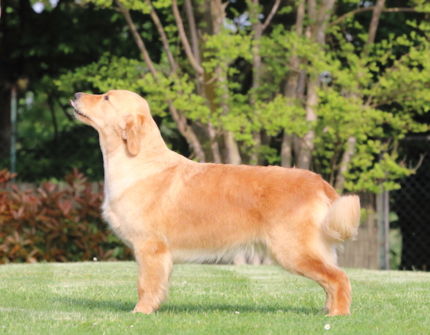 Blue free stand 2018