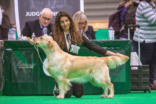 13 Sing Sing Crufts 2020